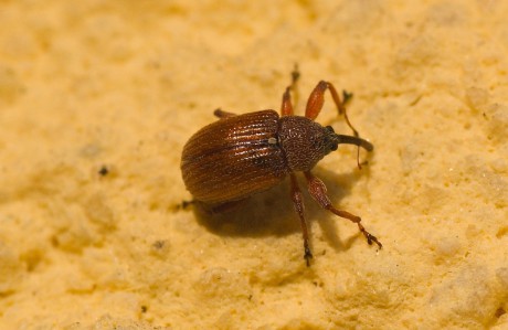 Nosatec-Curculionidae sp.