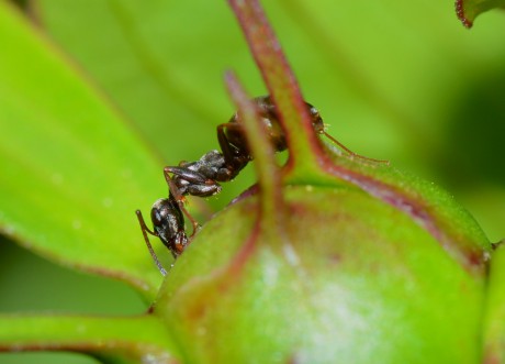 Mraveneček