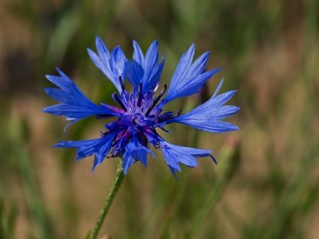Chrpa
