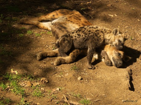 Hyena skvrnitá