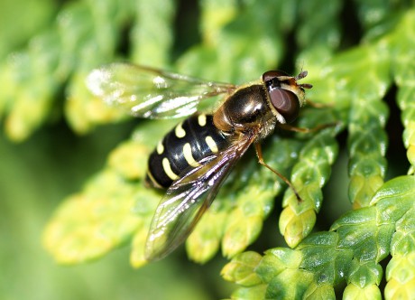 Pestřenka