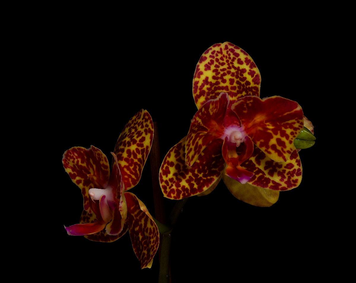 Orchideje