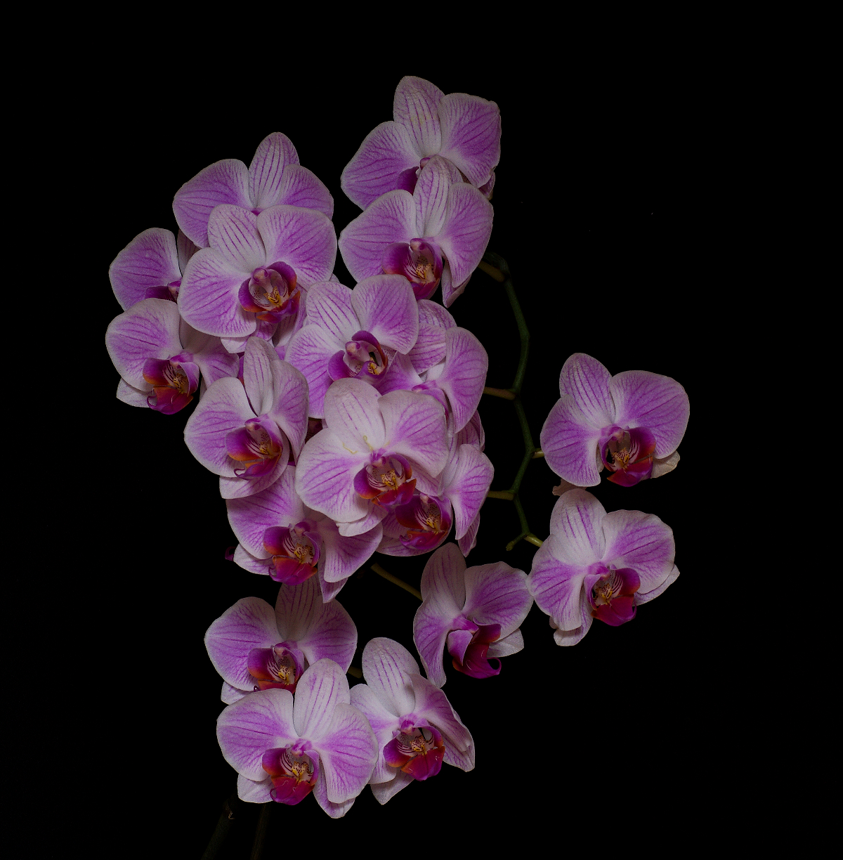 Orchideje 2