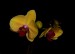 Orchideje 1